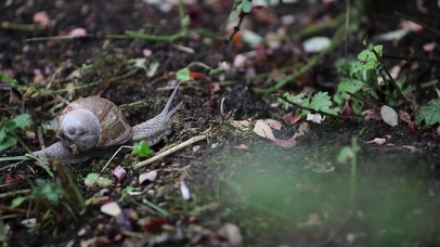 4K 高清 自然界中爬行的蜗牛