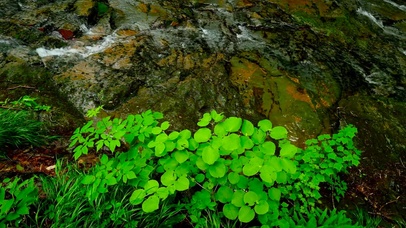 清凉绿草溪水