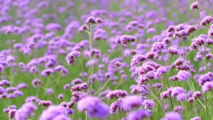 紫色小花