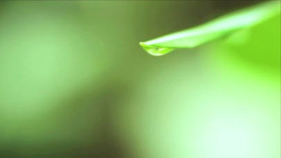 4K 高清 叶片上滴落的水珠