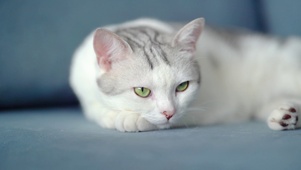 打盹猫咪