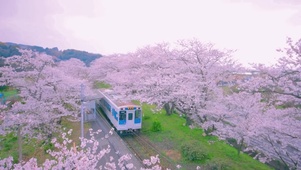 浪漫日本樱花列车