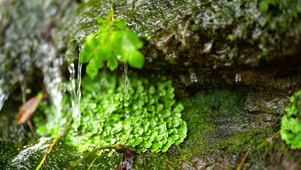 夏季山间流水