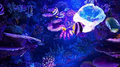 蝴蝶鱼水族馆