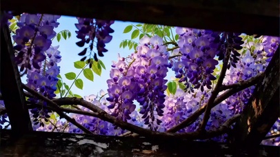 风摇紫藤护眼治愈