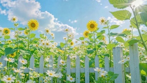 清新夏日雏菊向日葵花田