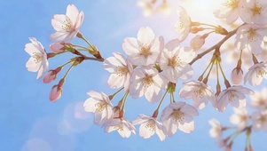 春樱烂漫