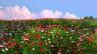 4k超清治愈花海