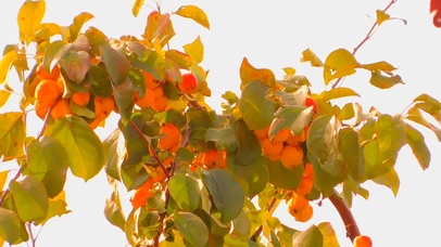 解压·枇杷一角