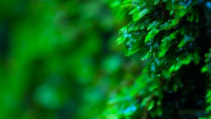 清新绿草水滴