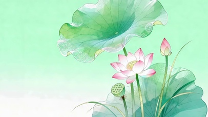 治愈小清新荷花