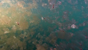 浮游生物