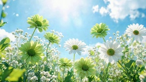 白云小雏菊