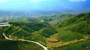 航拍茶园