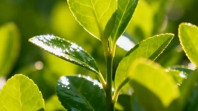 护眼绿叶带鱼屏