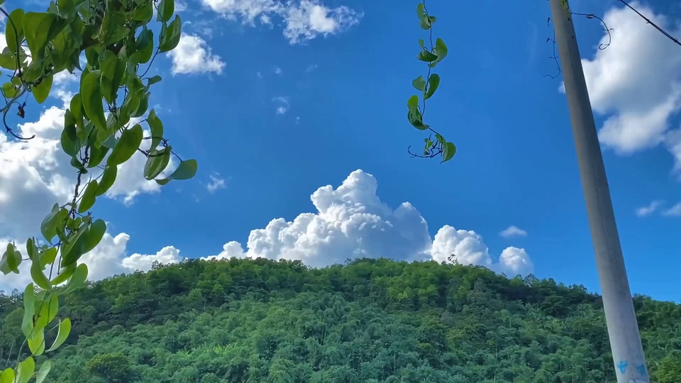前景是垂落的鲜绿藤蔓叶片，远处是覆盖茂密深绿植被的山丘，上方是点缀着白色积云的鲜亮蓝天，整体为写实自然风格。