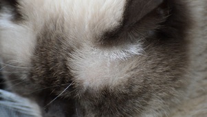 【桌面养猫】似梦似醒的喵星人