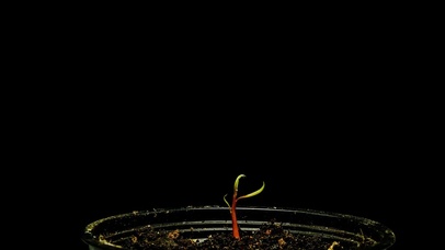 4K芒果树苗生长