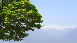 雪山樱树