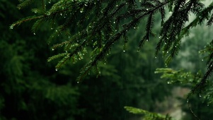 雨中树