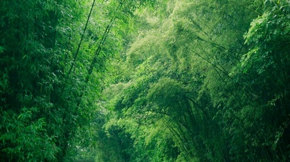 雨天护眼竹林