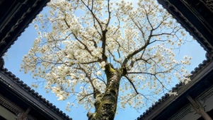 梦幻古院花树