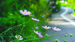 4k路边野菊
