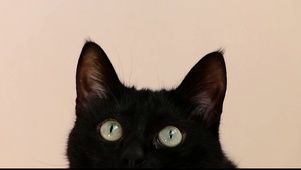 黑色猫咪