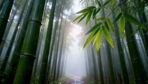 雨后晨光清新竹林