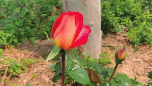 植物花卉4K高清