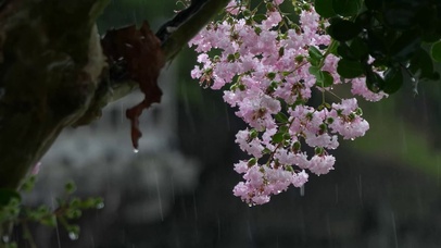 雨中清新树上小花