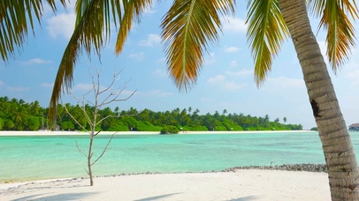 放松椰树海岛海滩