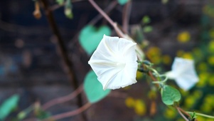 白色可爱喇叭花