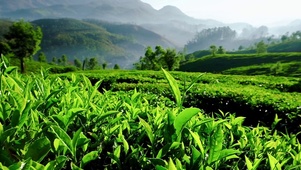 唯美清新茶园