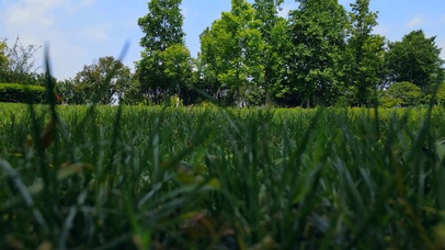 4K夏季草丛蓝天白云树林