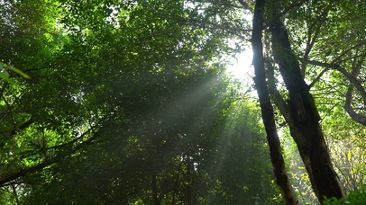 4K春天唯美阳光照射绿树树枝