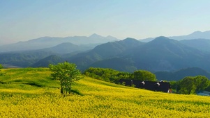 山顶油菜花