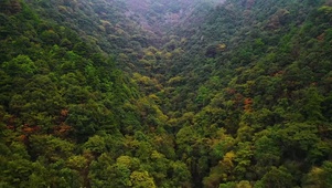 大自然原始森林