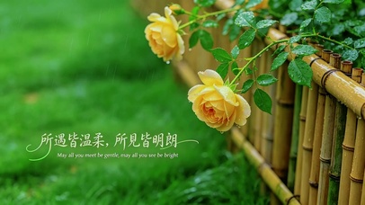雨天温柔黄玫瑰