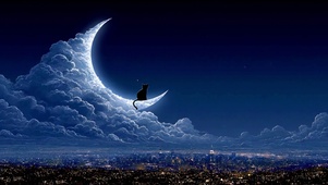 夜景猫咪