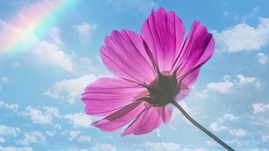 小花与蓝天