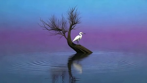 鹭守一江秋