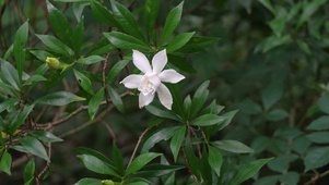 4K栀子花开