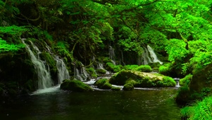 绿树河流