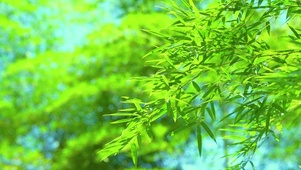 绿色的竹叶