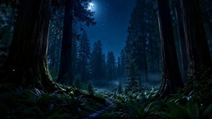 月夜静谧森林风景