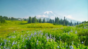 春天高山小花