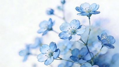蓝花漫语