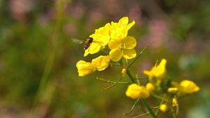 小蜜蜂采花蜜