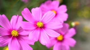 超美粉色花朵